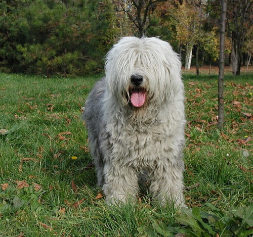 English Sheepdog, Adopt Me! Wiki