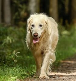 older dog walking outside