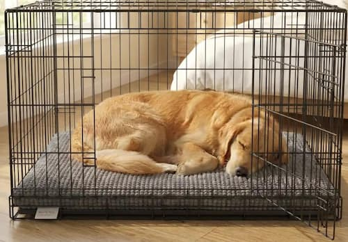 Older Dog Sleeping in a Dog Crate older dog curled up sleeping in a dog crate