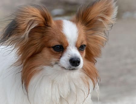 Papillon dog head shot against a neutral background Papillon dog head shot against a neutral background