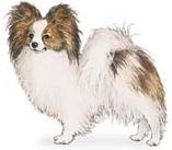 Papillon dog