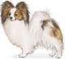 papillon breed