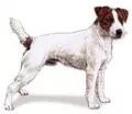 Parson Russell terrier aka Jack Russell dog breed illustration