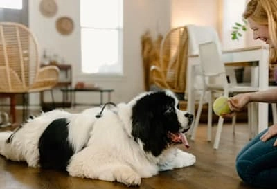 Pet Sitter Offering Ball to Large Dog Lying on the Floor. pet sitter offering ball to large dog lying on the floor