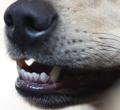 dog teeth close up view