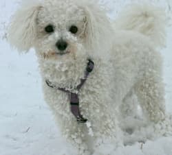 Bichon Frise dog breed