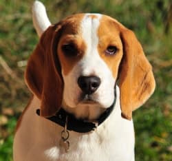 Beagle dog breed