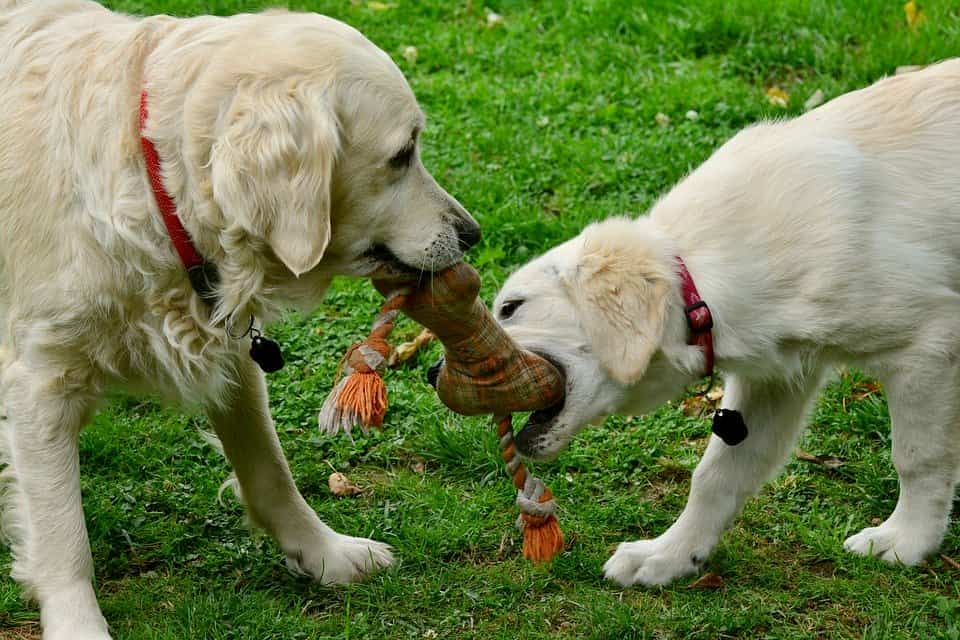 two dogs playing with rope toy