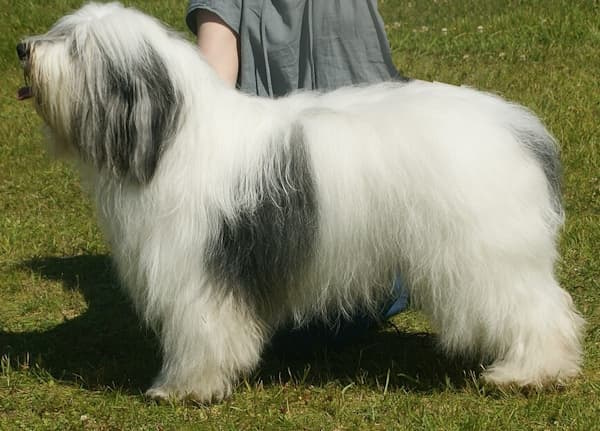 Polish Lowland Sheepdog standing outside in the grass with a human kneeling down behind him