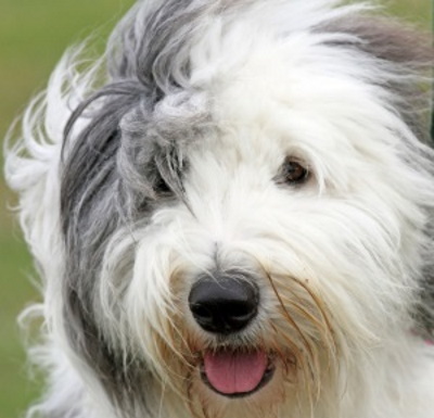 Polish Lowland Sheepdog - Affectionate Family Companion And Protector