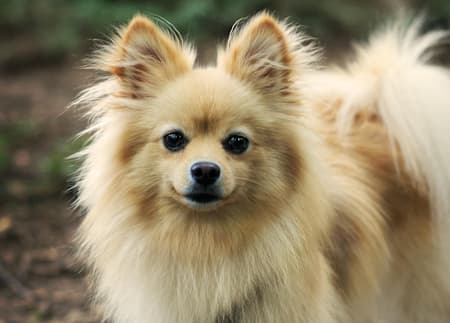 Pomeranian Dog Standing Outside Pomeranian head and shoulders standing outside looking at the camera
