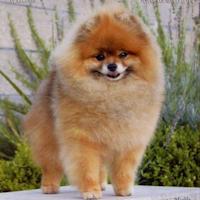 Pomeranian dog standing outside Pomeranian dog standing outside