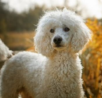 White Poodle dog standing outside in open terrain