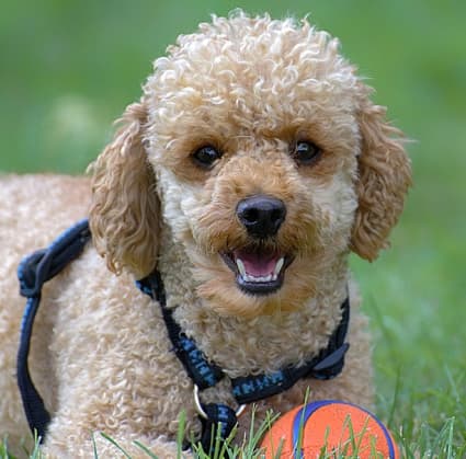 poodle lying in the grass with his ball