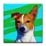 jack russell dog
