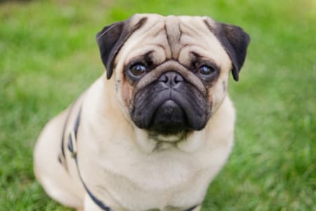 Pug Dog Looking Straight Ahead Pug dog with grassy background looking straight aheadlooking