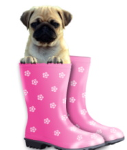 pug dog sitting in large pink boots