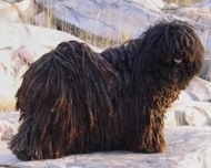 black Puli dog standing in the snow