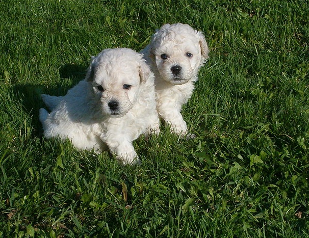 Puli puppies in the grass Puli puppies in the grass