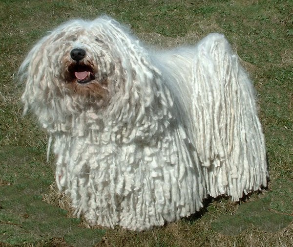 Puli dog cost cheap