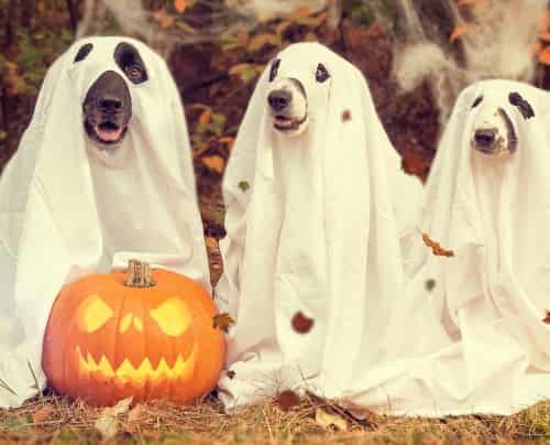 pumpkin with three dogs