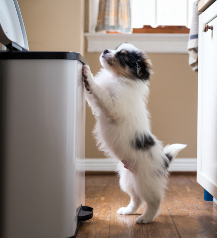 puppy reaching up to trash can