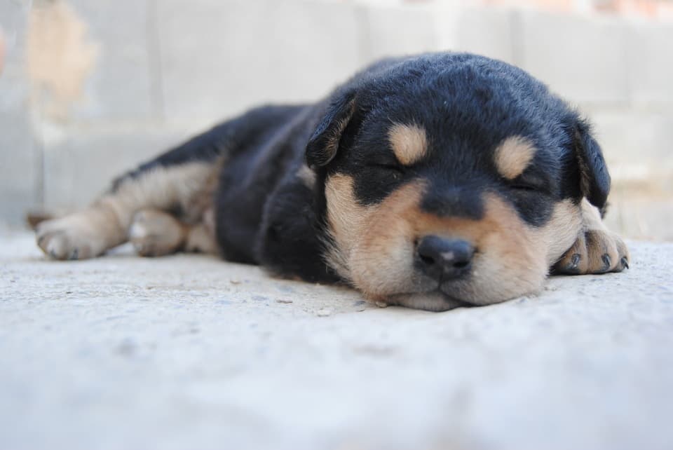 black and tan puppy lying down asleep