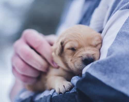 Puppy Being Held In Arms puppy being held in someone's arms