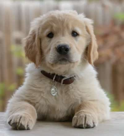 Big cute puppy looking straight ahead cute puppy