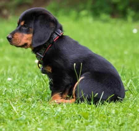 puppy sitting in the grass