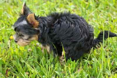 Puppy relieving himself in grass puppy urinating outside