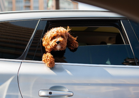 puppy at the slighly open window of a car  puppy at the slighly open window of a car