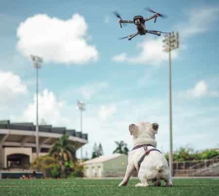 Puppy sitting outside watching a drone puppy watching a drone