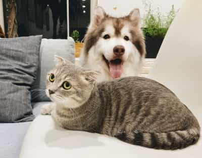 Dog and Cat Sitting Down in Living Room dog and cat together in living room