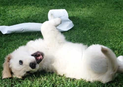 Puppy rolling in the grass with toilet paper puppy in the grass