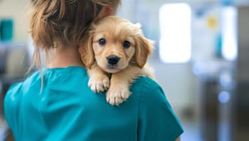 puppy being held by vet