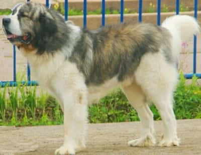 Pyrenean Mastiff dog breed standing in profile next to green fence railings outside Pyrenean Mastiff dog breed standing in profile next to green fence railings outside