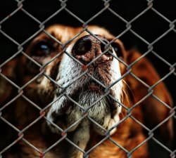 dog waiting in a shelter
