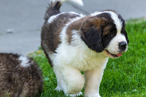 Saint Bernard Puppy Standing Outside in the Grass. Saint Bernard puppy dog standing outside in the grass.in the