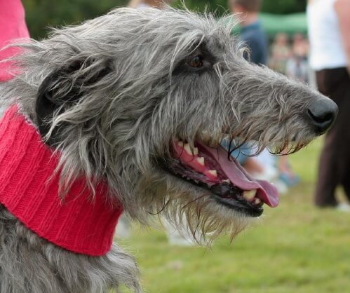 Scottish deerhound face portrait