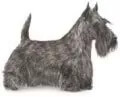 Scottish Terrier dog breed illustration