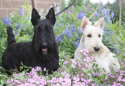 two Scottish terriers, one white and one black standing outside amid flowers