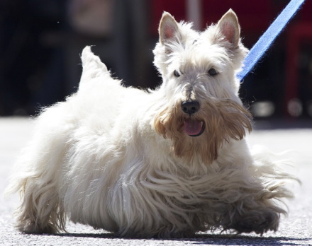white Scottish terrier on a leash