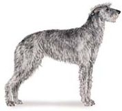 Scottish deerhound illustration