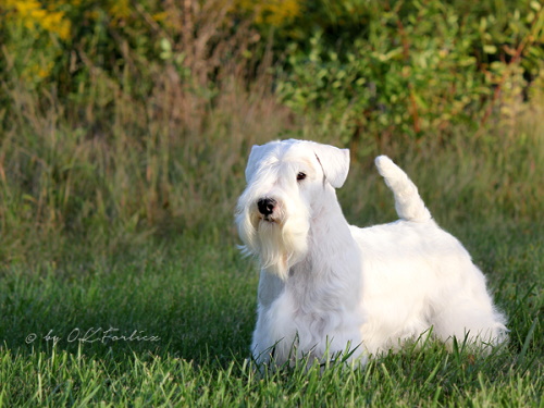 Sealyham terrier in the grass