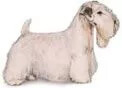 Sealyham terrier dog breed illustration