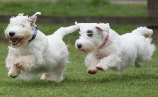 Sealyham Terriers running in the grass