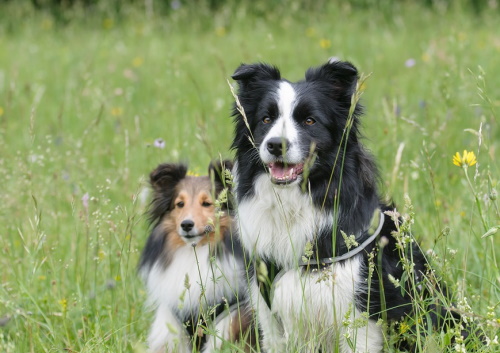 herding dogs in a field