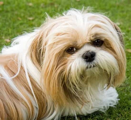 Apricot sales shih tzu