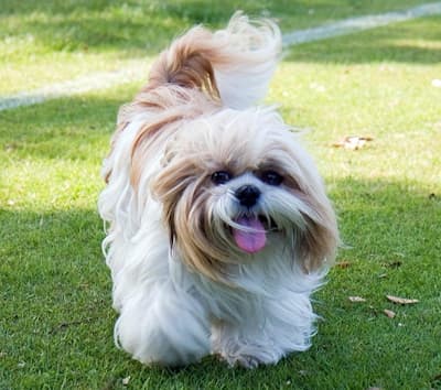 Shih Tzu Standing in the Grass Shih Tzu standing in the grass looking straight ahead